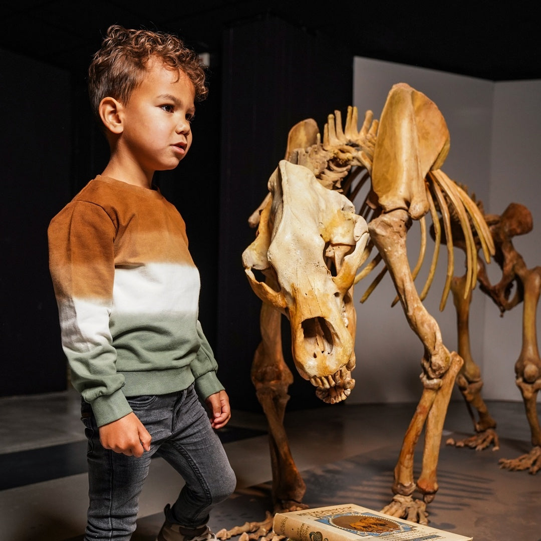 Trui with crewneck Dark brown