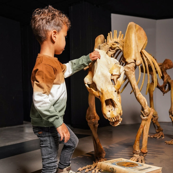 Trui with crewneck Dark brown